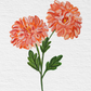 Chrysanthemum Original