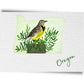 Oregon State Birds Postcard